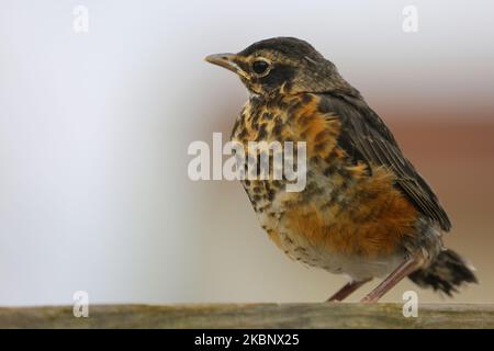 Un jeune rouge-gorge (Robin des bois - Turdus migratorius) vu comme la saison du printemps arrive à Toronto, Ontario, Canada, on 12 mai 2020. (Photo de Creative Touch Imaging Ltd./NurPhoto) Banque D'Images