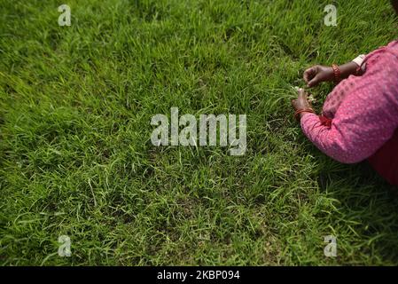 Un agriculteur népalais qui retire de l'herbe des plants de riz pour la plantation lors d'un confinement national en cours en raison de préoccupations concernant la propagation du virus Corona (COVID-19) à Lalitpur, au Népal, lundi, 18 mai 2020. L'agriculture reste une activité économique importante pour le pays sans littoral, le blé et le riz étant les principales cultures vivrières. (Photo de Narayan Maharajan/NurPhoto) Banque D'Images