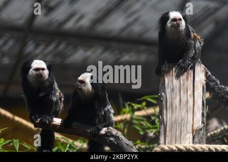 Un groupe de marmosets à façade blanche vus dans LE ZOO de Cracovie. Le jardin zoologique de Cracovie a rouvert aujourd'hui avec des mesures en place, le port obligatoire du masque et la distanciation sociale, pour combattre Covid-19. Le ZOO de Cracovie abrite plus de 1500 animaux et environ 260 espèces. Mercredi, 20 mai 2020, à Cracovie, en Pologne. (Photo par Artur Widak/NurPhoto) Banque D'Images