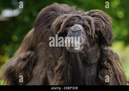 Chameau de Bactrian vu au ZOO de Cracovie. Le jardin zoologique de Cracovie a rouvert aujourd'hui avec des mesures en place, le port obligatoire du masque et la distanciation sociale, pour combattre Covid-19. Le ZOO de Cracovie abrite plus de 1500 animaux et environ 260 espèces. Mercredi, 20 mai 2020, à Cracovie, en Pologne. (Photo par Artur Widak/NurPhoto) Banque D'Images