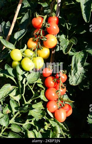 Le Mountain Magic variété de tomates mûrir sur la vigne, UK Banque D'Images