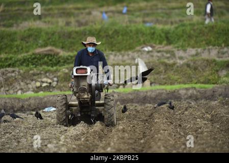 Un agriculteur népalais a cultivé un tracteur pour la plantation de riz lors d'un confinement national en cours en raison de préoccupations concernant la propagation du virus Corona (COVID-19) à Khokana, Lalitpur, Népal mercredi, 27 mai 2020. L'agriculture reste une activité économique importante pour le pays sans littoral, le blé et le riz étant les principales cultures vivrières. (Photo de Narayan Maharajan/NurPhoto) Banque D'Images