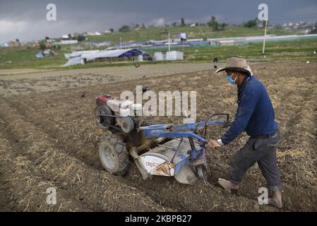 Un agriculteur népalais a cultivé un tracteur pour la plantation de riz lors d'un confinement national en cours en raison de préoccupations concernant la propagation du virus Corona (COVID-19) à Khokana, Lalitpur, Népal mercredi, 27 mai 2020. L'agriculture reste une activité économique importante pour le pays sans littoral, le blé et le riz étant les principales cultures vivrières. (Photo de Narayan Maharajan/NurPhoto) Banque D'Images