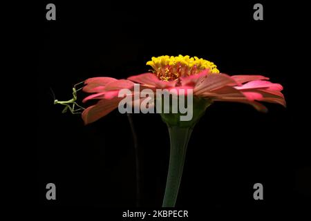 Un mantis en prière sur la fleur de Zinnia elegans tout en chasse pour d'autres insectes dans le village de Wanasari, province de Java Ouest, sur 30 mai 2020. Prière les mantis sont des insectes carnivores qui s'attaquent à d'autres insectes, comme les papillons et les abeilles. (Photo par Aditya Irawan/NurPhoto) Banque D'Images