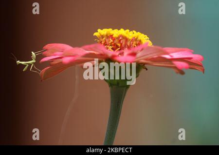 Un mantis en prière sur la fleur de Zinnia elegans tout en chasse pour d'autres insectes dans le village de Wanasari, province de Java Ouest, sur 30 mai 2020. Prière les mantis sont des insectes carnivores qui s'attaquent à d'autres insectes, comme les papillons et les abeilles. (Photo par Aditya Irawan/NurPhoto) Banque D'Images