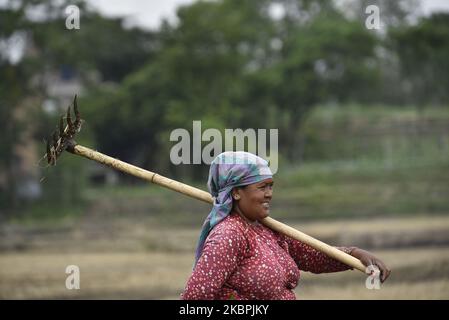 Un agriculteur népalais arrive à labourer le champ pour la plantation de riz au cours d'un confinement national en cours en raison de préoccupations concernant la propagation du virus Corona (COVID-19) à Bhaktapur, au Népal, lundi, 01 juin 2020. L'agriculture reste une activité économique importante pour le pays sans littoral, le blé et le riz étant les principales cultures vivrières. (Photo de Narayan Maharajan/NurPhoto) Banque D'Images