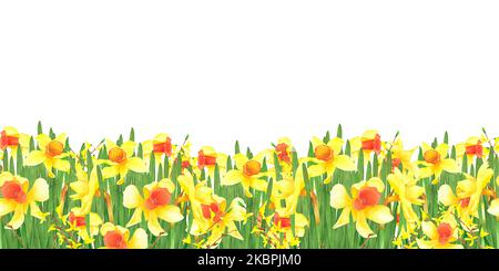 Bordure sans couture avec fleurs printanières jonquilles, Forsythia isolé sur fond blanc. Illustration de dessin à main aquarelle. Art pour la décoration, Desig Banque D'Images