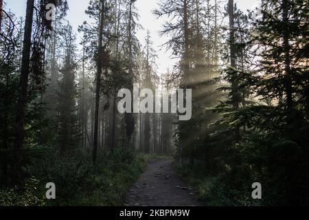 Chemin de terre à travers la forêt avec le soleil tôt le matin qui bute à travers les trois et le brouillard Banque D'Images