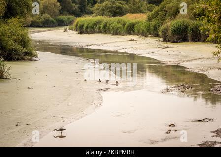 Le niveau d'eau dans les rivières et les eaux souterraines est faible à Heusden, en Belgique, le 03 juin 2020. Ce n'est pas encore l'été, c'est encore le printemps et c'est très alarmant pour les familles et les agriculteurs belges. Les perturbations climatiques continueront de nous faire face à la sécheresse, aux inondations, aux vagues de chaleur et à la perte de biodiversité, affirme l'expert en gestion de l'eau du KU Leuven. Le mois de mai est également prévu pour devenir le plus sec sur 200 ans, les météorologues affirmant que les faibles niveaux de précipitations de ce mois-ci (photo de Jonathan Raa/NurPhoto) Banque D'Images