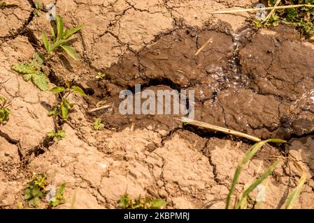 Le niveau d'eau dans les rivières et les eaux souterraines est faible à Ghentbrugge, en Belgique, le 03 juin 2020. Ce n'est pas encore l'été, c'est encore le printemps et c'est très alarmant pour les familles et les agriculteurs belges. Les perturbations climatiques continueront de nous faire face à la sécheresse, aux inondations, aux vagues de chaleur et à la perte de biodiversité, affirme l'expert en gestion de l'eau du KU Leuven. Le mois de mai est également prévu pour devenir le plus sec sur 200 ans, les météorologues affirmant que les faibles niveaux de précipitations de ce mois-ci (photo de Jonathan Raa/NurPhoto) Banque D'Images