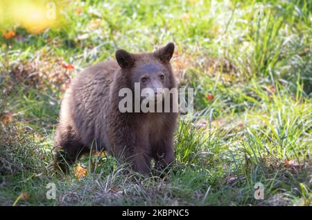 Un cub à l'ours de cannelle assis dans l'herbe à l'automne au Canada Banque D'Images