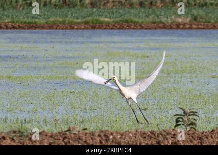 Un spaton eurasien ou Platalea leucorodia le long bec blanc comme vu marche et vol près de la lagune de Kalochori à Thessalonique, Grèce au parc national du delta d'Axios. Juin 2020 (photo de Nicolas Economou/NurPhoto) Banque D'Images