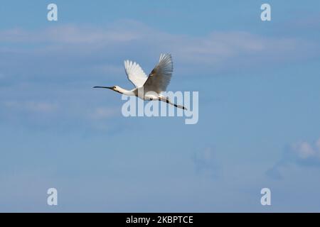 Un spaton eurasien ou Platalea leucorodia le long bec blanc comme vu marche et vol près de la lagune de Kalochori à Thessalonique, Grèce au parc national du delta d'Axios. Juin 2020 (photo de Nicolas Economou/NurPhoto) Banque D'Images