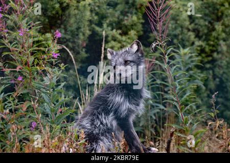 Artic Fox en août au Highland Wildlife Park, Kincraig. Banque D'Images