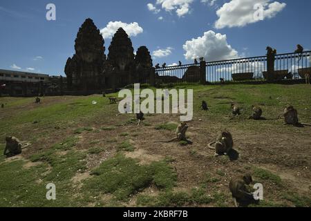 Un singe dans une rue du temple Phra Prang Sam Yot, province de Lophuri, Thaïlande, 21 juin 2020. Les vétérinaires thaïlandais et les responsables de la faune du ministère des Parcs nationaux, de la faune et de la conservation des plantes ont lancé une opération visant à capturer des centaines de singes pour un programme de stérilisation visant à contrôler la population de singes qui ont causé des nuisances aux résidents, Comme certains ont signalé des dommages à leurs maisons et à leurs biens ainsi que des craintes de maladie à l'hôpital de singe dans la province de Lophuri, en Thaïlande. (Photo par Anusak Laowilas/NurPhoto) Banque D'Images