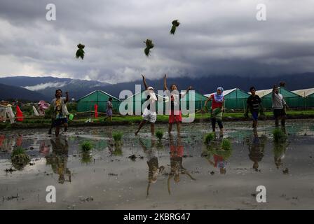 Les népalais lancent une récolte de riz dans un champ de paddy pour semis à Katmandou, au Népal, sur le 22 juin 2020. (Photo par Saroj Baizu/NurPhoto) Banque D'Images