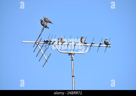5 Starlings sur Une télévision (TV) antenne sur Un toit avec ciel bleu fond, West Berks, Royaume-Uni Banque D'Images