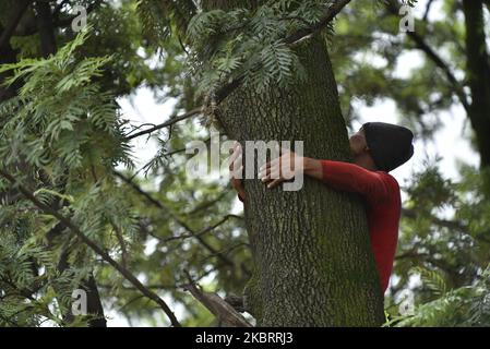 Un ouvrier népalais monte un arbre pour serrer la corde pour descendre l'arbre après qu'une tronçonneuse électrique coupe pour l'expansion de la route à Surya Binayak, Bhaktapur, Népal dimanche, 28 juin 2020. Le responsable forestier du district a déclaré qu'un nombre total de 391 arbres seront coupés dans un rayon de 4 km pour l'expansion de la route Surya Binayak à Sanga. (Photo de Narayan Maharajan/NurPhoto) Banque D'Images