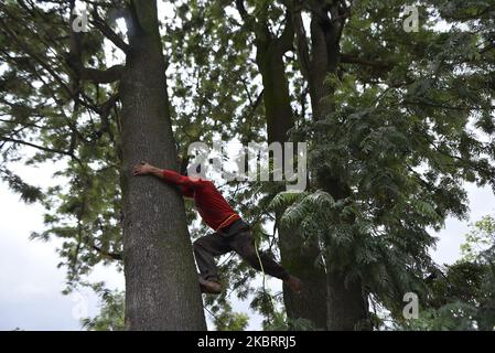Un ouvrier népalais monte un arbre pour serrer la corde pour descendre l'arbre après qu'une tronçonneuse électrique coupe pour l'expansion de la route à Surya Binayak, Bhaktapur, Népal dimanche, 28 juin 2020. Le responsable forestier du district a déclaré qu'un nombre total de 391 arbres seront coupés dans un rayon de 4 km pour l'expansion de la route Surya Binayak à Sanga. (Photo de Narayan Maharajan/NurPhoto) Banque D'Images