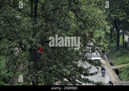 Un ouvrier népalais monte un arbre pour serrer la corde pour descendre l'arbre après qu'une tronçonneuse électrique coupe pour l'expansion de la route à Surya Binayak, Bhaktapur, Népal dimanche, 28 juin 2020. Le responsable forestier du district a déclaré qu'un nombre total de 391 arbres seront coupés dans un rayon de 4 km pour l'expansion de la route Surya Binayak à Sanga. (Photo de Narayan Maharajan/NurPhoto) Banque D'Images