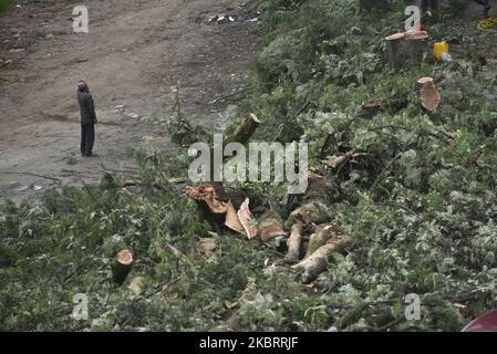 Un homme local observe comme un travailleur monte un arbre pour serrer la corde pour descendre l'arbre après qu'une scie à chaîne électrique coupe pour l'expansion de la route à Surya Binayak, Bhaktapur, Népal dimanche, 28 juin 2020. Le responsable forestier du district a déclaré qu'un nombre total de 391 arbres seront coupés dans un rayon de 4 km pour l'expansion de la route Surya Binayak à Sanga. (Photo de Narayan Maharajan/NurPhoto) Banque D'Images