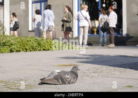 Une colombe est vue se reposer sur le trottoir devant une ligne de personnes attendant de voter sur 28 juin 2020 à Varsovie, en Pologne. (Photo de Jaap Arriens/NurPhoto) Banque D'Images