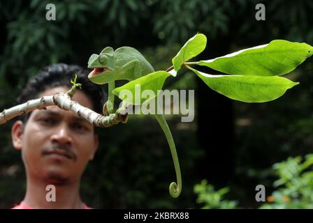 Un caméléon se promène à la périphérie de la capitale de l'État indien de l'est, bhubaneswar, sur 30 juin 2020. (Photo par STR/NurPhoto) Banque D'Images