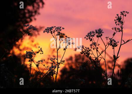 Gros plan du persil de vache en fleur, Anthriscus sylvestris pendant un beau coucher de soleil rose en Estonie Banque D'Images