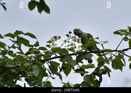 Un perroquet Alexandrine (Psittacula eupatria) mangeant de la poire dans l'arbre à Kirtipur, Katmandou, Népal jeudi, 09 juillet 2020. (Photo de Narayan Maharajan/NurPhoto) Banque D'Images