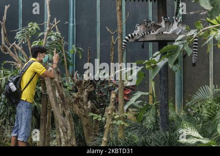 Un visiteur porte un masque pendant la nouvelle ère normale à rouvrir le zoo de Bali, Bali, Indonésie sur 11 juillet 2020. Le gouvernement a ouvert le tourisme et l'espace public par étapes avec la pratique de protocoles de santé pour prévenir la propagation de la maladie du coronavirus (Covid-19). La première étape est ouverte au tourisme local et devrait être ouverte au tourisme international le 2020 septembre. (Photo de Johannes Christo/NurPhoto) Banque D'Images