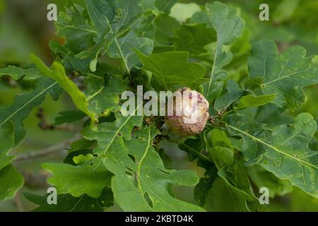 Gros plan de grandes galettes sur les feuilles de chêne commun créées par la guêpe à feuilles de cynips quercusfolii dans la forêt boréale estonienne Banque D'Images