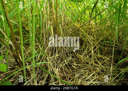 Le mouffpaille nourrissant des poussins dans un nid pendant une saison de reproduction dans la forêt boréale estonienne Banque D'Images