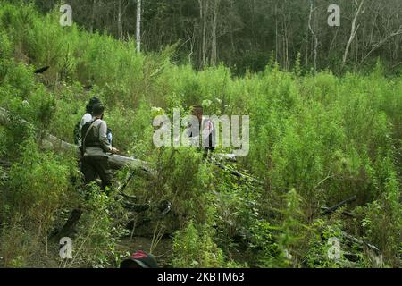 Appareil conjoint de l'Organe national des stupéfiants de la République d'Indonésie (BNN), de l'Armée nationale indonésienne, de la police, des gouvernements provinciaux pour détruire les plantations de marijuana, à Aceh Besar, village de Lamreh, province d'Aceh, juillet, 15,2020. L'Agence nationale des stupéfiants a trouvé un champ de marijuana de 1,5 hectares avec environ 60 mille tiges d'une hauteur de 1,5 et 2,5 mètres, Sur les pentes de la colline de Lamreh qui, en 2020, l'Organe national des stupéfiants de la République d'Indonésie (BNN) avait détruit de janvier à juillet 4 terres de marijuana en point dans la province d'Aceh. (Photo de Dasril Roszandi/NurPhoto) Banque D'Images