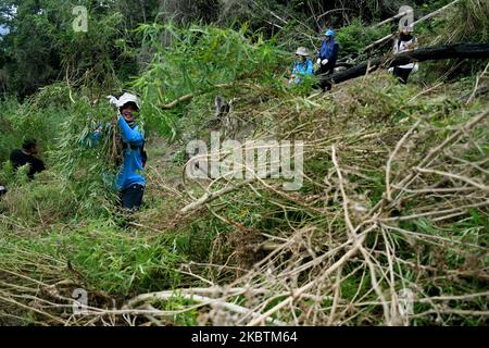 Appareil conjoint de l'Organe national des stupéfiants de la République d'Indonésie (BNN), de l'Armée nationale indonésienne, de la police, des gouvernements provinciaux pour détruire les plantations de marijuana, à Aceh Besar, village de Lamreh, province d'Aceh, juillet, 15,2020. L'Agence nationale des stupéfiants a trouvé un champ de marijuana de 1,5 hectares avec environ 60 mille tiges d'une hauteur de 1,5 et 2,5 mètres, Sur les pentes de la colline de Lamreh qui, en 2020, l'Organe national des stupéfiants de la République d'Indonésie (BNN) avait détruit de janvier à juillet 4 terres de marijuana en point dans la province d'Aceh. (Photo de Dasril Roszandi/NurPhoto) Banque D'Images