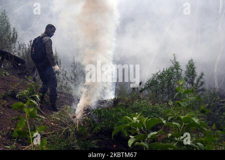 Appareil conjoint de l'Organe national des stupéfiants de la République d'Indonésie (BNN), de l'Armée nationale indonésienne, de la police, des gouvernements provinciaux pour détruire les plantations de marijuana, à Aceh Besar, village de Lamreh, province d'Aceh, juillet, 15,2020. L'Agence nationale des stupéfiants a trouvé un champ de marijuana de 1,5 hectares avec environ 60 mille tiges d'une hauteur de 1,5 et 2,5 mètres, Sur les pentes de la colline de Lamreh qui, en 2020, l'Organe national des stupéfiants de la République d'Indonésie (BNN) avait détruit de janvier à juillet 4 terres de marijuana en point dans la province d'Aceh. (Photo de Dasril Roszandi/NurPhoto) Banque D'Images