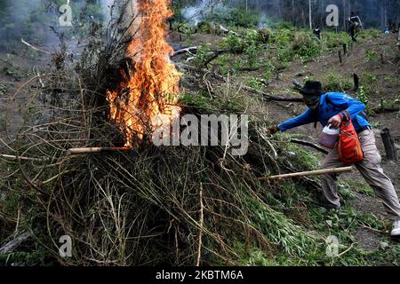 Appareil conjoint de l'Organe national des stupéfiants de la République d'Indonésie (BNN), de l'Armée nationale indonésienne, de la police, des gouvernements provinciaux pour détruire les plantations de marijuana, à Aceh Besar, village de Lamreh, province d'Aceh, juillet, 15,2020. L'Agence nationale des stupéfiants a trouvé un champ de marijuana de 1,5 hectares avec environ 60 mille tiges d'une hauteur de 1,5 et 2,5 mètres, Sur les pentes de la colline de Lamreh qui, en 2020, l'Organe national des stupéfiants de la République d'Indonésie (BNN) avait détruit de janvier à juillet 4 terres de marijuana en point dans la province d'Aceh. (Photo de Dasril Roszandi/NurPhoto) Banque D'Images