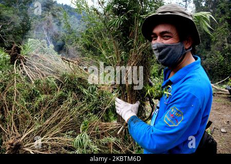 Appareil conjoint de l'Organe national des stupéfiants de la République d'Indonésie (BNN), de l'Armée nationale indonésienne, de la police, des gouvernements provinciaux pour détruire les plantations de marijuana, à Aceh Besar, village de Lamreh, province d'Aceh, juillet, 15,2020. L'Agence nationale des stupéfiants a trouvé un champ de marijuana de 1,5 hectares avec environ 60 mille tiges d'une hauteur de 1,5 et 2,5 mètres, Sur les pentes de la colline de Lamreh qui, en 2020, l'Organe national des stupéfiants de la République d'Indonésie (BNN) avait détruit de janvier à juillet 4 terres de marijuana en point dans la province d'Aceh. (Photo de Dasril Roszandi/NurPhoto) Banque D'Images