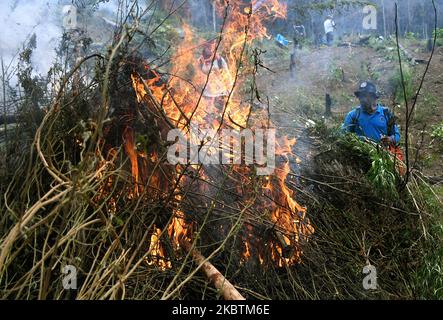 Appareil conjoint de l'Organe national des stupéfiants de la République d'Indonésie (BNN), de l'Armée nationale indonésienne, de la police, des gouvernements provinciaux pour détruire les plantations de marijuana, à Aceh Besar, village de Lamreh, province d'Aceh, juillet, 15,2020. L'Agence nationale des stupéfiants a trouvé un champ de marijuana de 1,5 hectares avec environ 60 mille tiges d'une hauteur de 1,5 et 2,5 mètres, Sur les pentes de la colline de Lamreh qui, en 2020, l'Organe national des stupéfiants de la République d'Indonésie (BNN) avait détruit de janvier à juillet 4 terres de marijuana en point dans la province d'Aceh. (Photo de Dasril Roszandi/NurPhoto) Banque D'Images