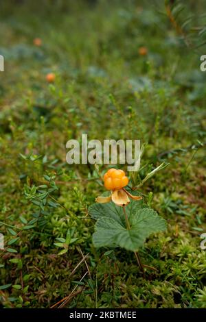 ClOUDBERRY, Rubus chamaemorus, mûr et délicieux, pousse dans la forêt de tourbières estoniennes pendant l'été. Banque D'Images
