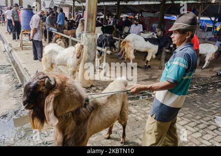 Un négociant de chèvre attend les acheteurs au marché des animaux de Pon, Semarang Regency, Java central, Indonésie sur 16 juillet 2020. Avant la célébration de l'Eid al-Adha célébrée par les musulmans, un certain nombre d'éleveurs ont commencé à vendre leurs vaches. (Photo par Galih Yoga/NurPhoto) Banque D'Images