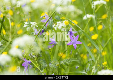 Belle fleur de bellflower pourpre, Campanula patula au milieu d'autres fleurs sauvages en fleurs sur un pré estival en Estonie, Europe du Nord Banque D'Images