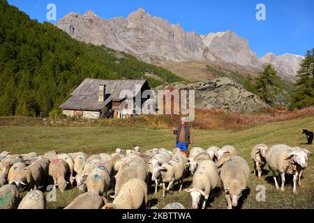 Vallée de la CLAREE, ALPES DU SUD, FRANCE - 4 OCTOBRE 2022 : un berger traditionnel qui mène un troupeau de moutons à la Vallée de la Claree (vallée de la Claree) Banque D'Images