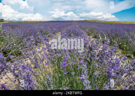 Champs de lavande pendant la journée avec des fleurs violettes profondes pendant une journée d'été avec ciel bleu et quelques nuages dans Neo Mesimeri - champs d'Epanomi près de Thessalonique en Grèce sur 16 juillet 2020. Une famille prend des photos dans les beaux champs. Les fleurs des plantes à fleurs sont un nouveau produit agricole alternatif qui soutient l'économie agricole des agriculteurs grecs. Lavandula angustifolia, connue sous le nom de lavande véritable ou de lavande anglaise, est originaire de la Méditerranée. (Photo de Nicolas Economou/NurPhoto) Banque D'Images