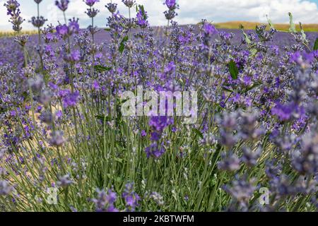 Champs de lavande pendant la journée avec des fleurs violettes profondes pendant une journée d'été avec ciel bleu et quelques nuages dans Neo Mesimeri - champs d'Epanomi près de Thessalonique en Grèce sur 16 juillet 2020. Une famille prend des photos dans les beaux champs. Les fleurs des plantes à fleurs sont un nouveau produit agricole alternatif qui soutient l'économie agricole des agriculteurs grecs. Lavandula angustifolia, connue sous le nom de lavande véritable ou de lavande anglaise, est originaire de la Méditerranée. (Photo de Nicolas Economou/NurPhoto) Banque D'Images