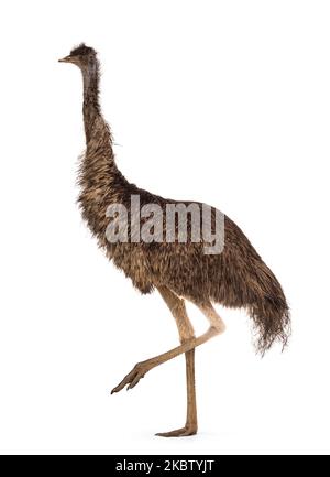 Oiseau d'émeu adulte, alias Dromaius novaehollandiae, chemins de promenade. Isolé sur un fond blanc. Banque D'Images