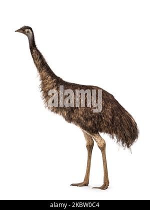 Oiseau d'émeu adulte alias Dromaius novaehollandiae, sur les côtés. Isolé sur un fond blanc. Banque D'Images