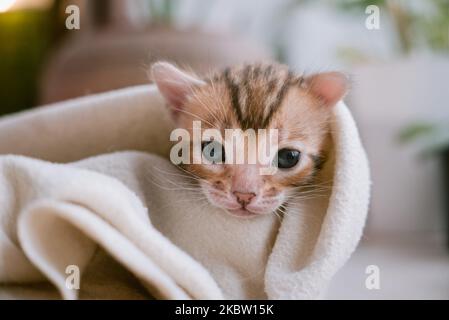 Chaton Bengale après bain enveloppé dans une serviette blanche Banque D'Images