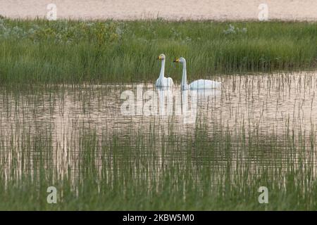 Famille de Whooper cygne dans un environnement de lac pendant une belle et calme soirée d'été dans le nord de la Finlande Banque D'Images