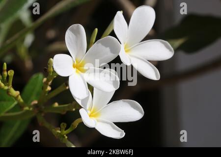 Plumeria (Frangipani) fleurs croissant à Padmanabhapuram, Tamil Nadu, Inde sur 12 février 2020. (Photo de Creative Touch Imaging Ltd./NurPhoto) Banque D'Images
