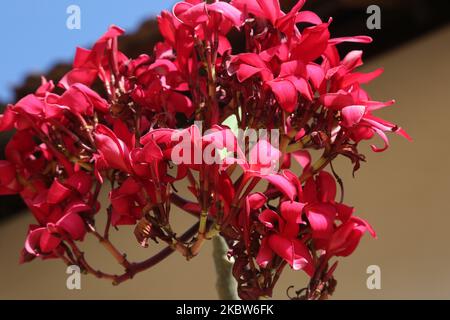 Plumeria (Frangipani) fleurs croissant à Padmanabhapuram, Tamil Nadu, Inde sur 12 février 2020. (Photo de Creative Touch Imaging Ltd./NurPhoto) Banque D'Images